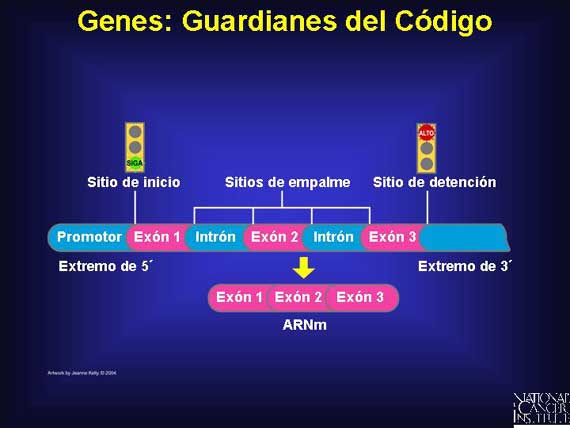 Genes: Guardianes del Código