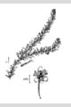 View a larger version of this image and Profile page for Elodea canadensis Michx.
