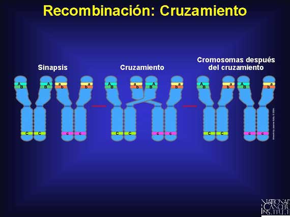 Recombinación: Cruzamiento