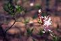 View a larger version of this image and Profile page for Rhododendron periclymenoides (Michx.) Shinners