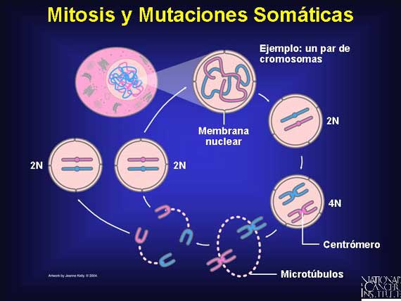 Mitosis y Mutaciones Somáticas