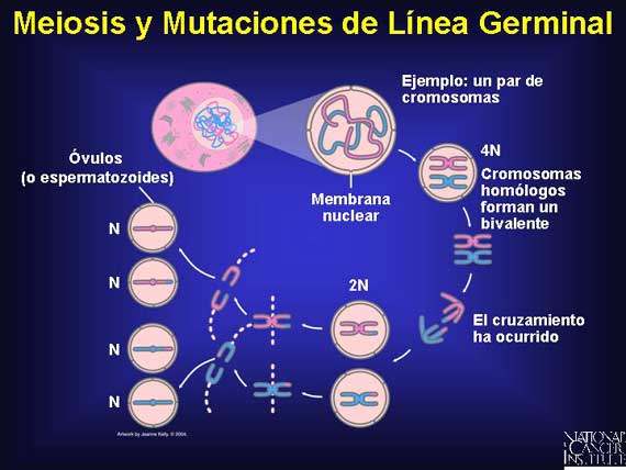 Meiosis y Mutaciones de Línea Germinal