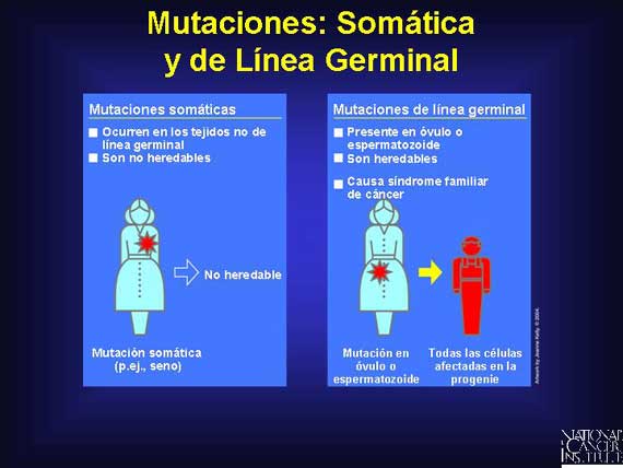 Mutaciones: Somática y de Línea Germinal