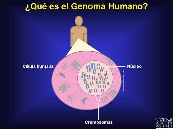 ¿Qué es el Genoma Humano?