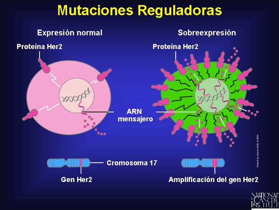 Mutaciones Reguladoras