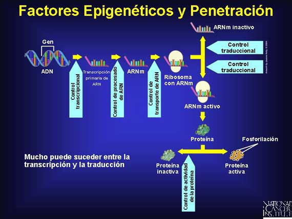 Factores Epigenéticos y Penetración
