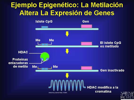 Ejemplo Epigenético: La Metilación Altera La Expresión de Genes
