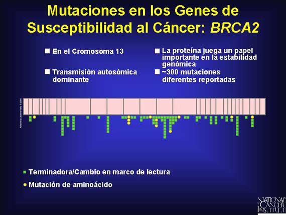 Mutaciones en los Genes de Susceptibilidad al Cáncer: <i>BRCA2</i>