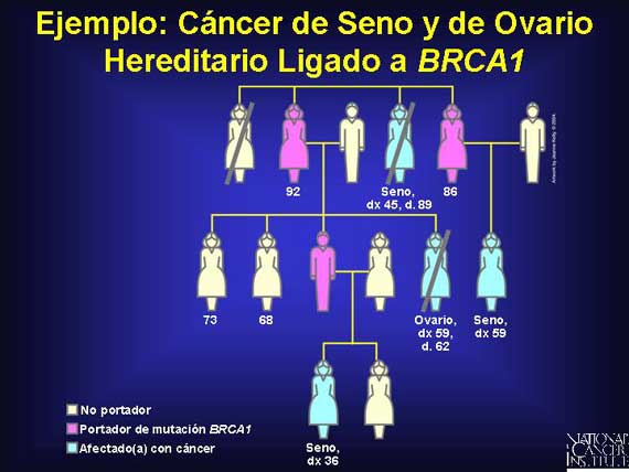 Ejemplo: Cáncer de Seno y de Ovario Hereditario Ligado a <i>BRCA1</i>