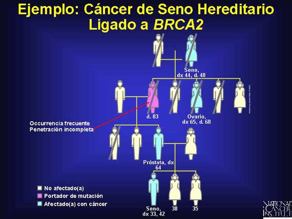 Ejemplo: Cáncer de Seno Hereditario Ligado a <i>BRCA2</i>