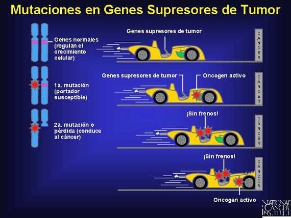 Mutaciones en Genes Supresores de Tumor