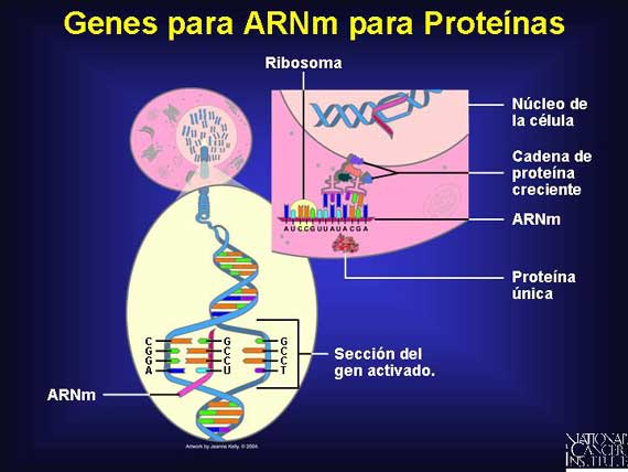 Genes para ARNm para Proteínas
