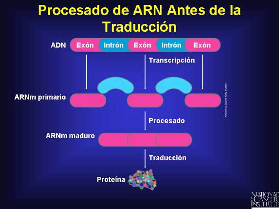 Procesado de ARN Antes de la Traducción