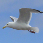 Gull