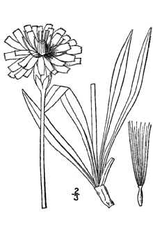 Line Drawing of Agoseris glauca (Pursh) Raf.