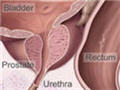 illustration of the prostate gland