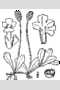 View a larger version of this image and Profile page for Phyla nodiflora (L.) Greene