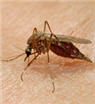 A mosquito, which is known to carry the malarial parasite.