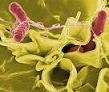 Microscopic image of Salmonella invading human cells.