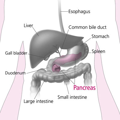 This picture shows the pancreas and nearby organs.