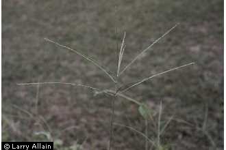 Photo of Digitaria ciliaris (Retz.) Koeler