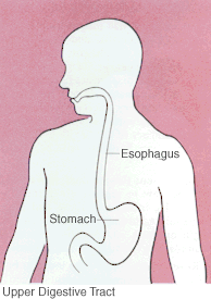 Diagram of upper digestive tract
