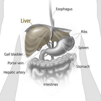 This picture shows the liver and nearby organs.