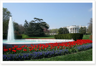 Red tulips and hyacinth surround the White House South Lawn fountain Thursday, April 10, 2008.