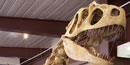 Picture of dinosaur skull.