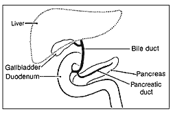 Image of Pancreas in relation to other local organs and conduits