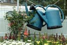 two blue watering cans hanging on a clothesline above flowers