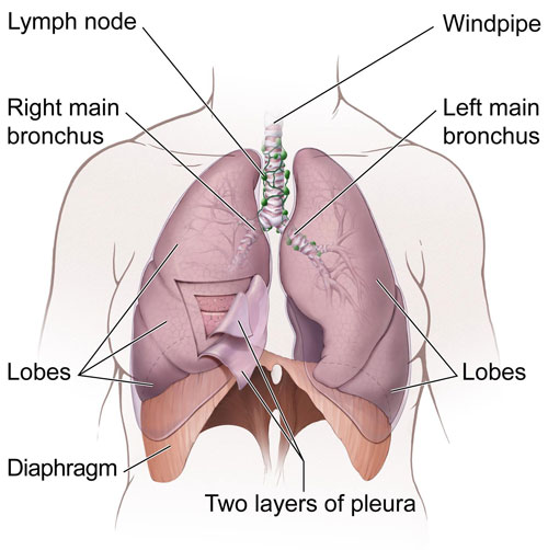 This is a picture of the lungs and nearby tissues.