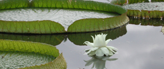 Dinner plate sized flowers seem to float among four foot diameter leaves.