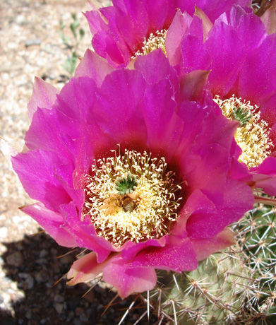 Bright Violet Bloom of a Hedgehog Cactus