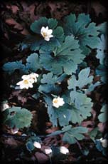 Bloodroot