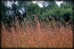 Big Bluestem