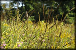 Culver’s Root