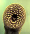 Photo of Chestnut Lamprey mouth