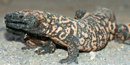 Gila Monster