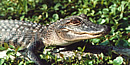 Young alligator crawls through vegetation.