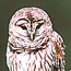 A barred owl sits on a branch at the Barataria Preserve