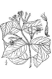 Line Drawing of Diervilla lonicera Mill.