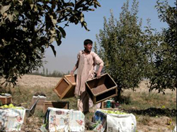 The 20-year-old son of Habiabdul Habib, owner of the 10,000-tree Paghman orchard, loads wooden crates full with apples.
