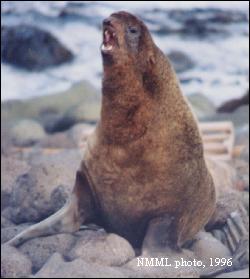 Male fur seal, NMML, 1996