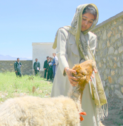 Fareba Miriam inspects sheep at a veterinary training clinic in Charikar, Parwan.