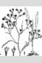 View a larger version of this image and Profile page for Symphyotrichum subulatum (Michx.) G.L. Nesom