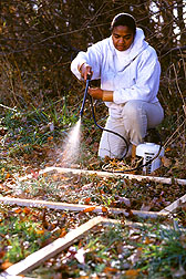 Photo: Parasitologist Dolores Hill sprays nematodes at a test site in the woods