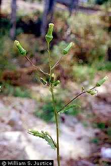 Photo of Senecio vulgaris L.