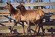 Elk