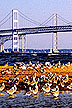 Birds on the Chesapeake Bay